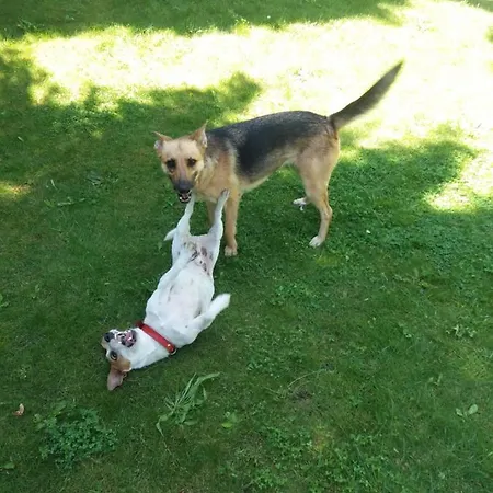 White & Black Chalet *