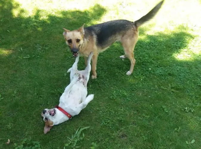 White & Black Chalet *